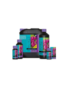 Blossom Builder Liquido 2